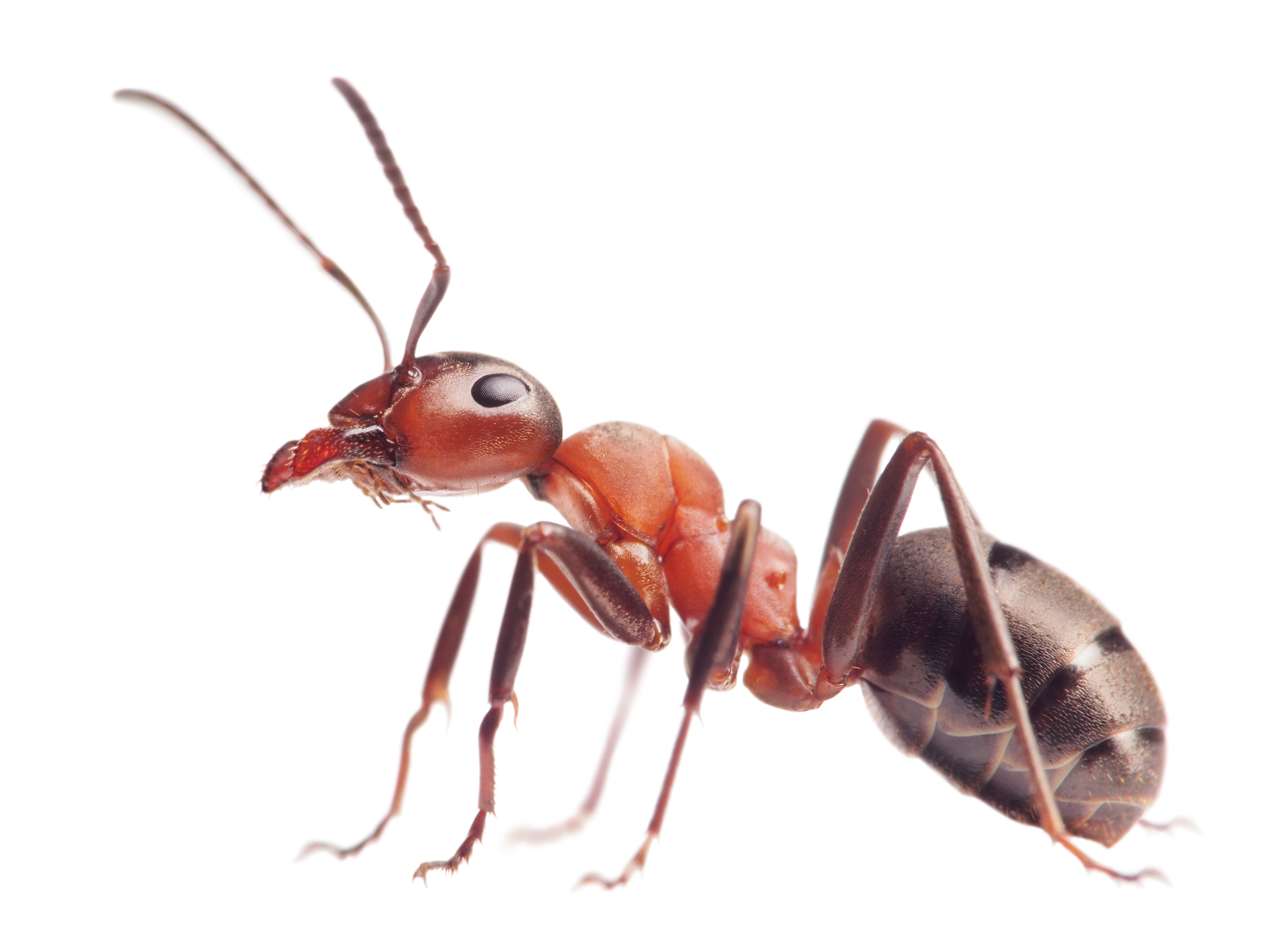 Ant Species in Texas​