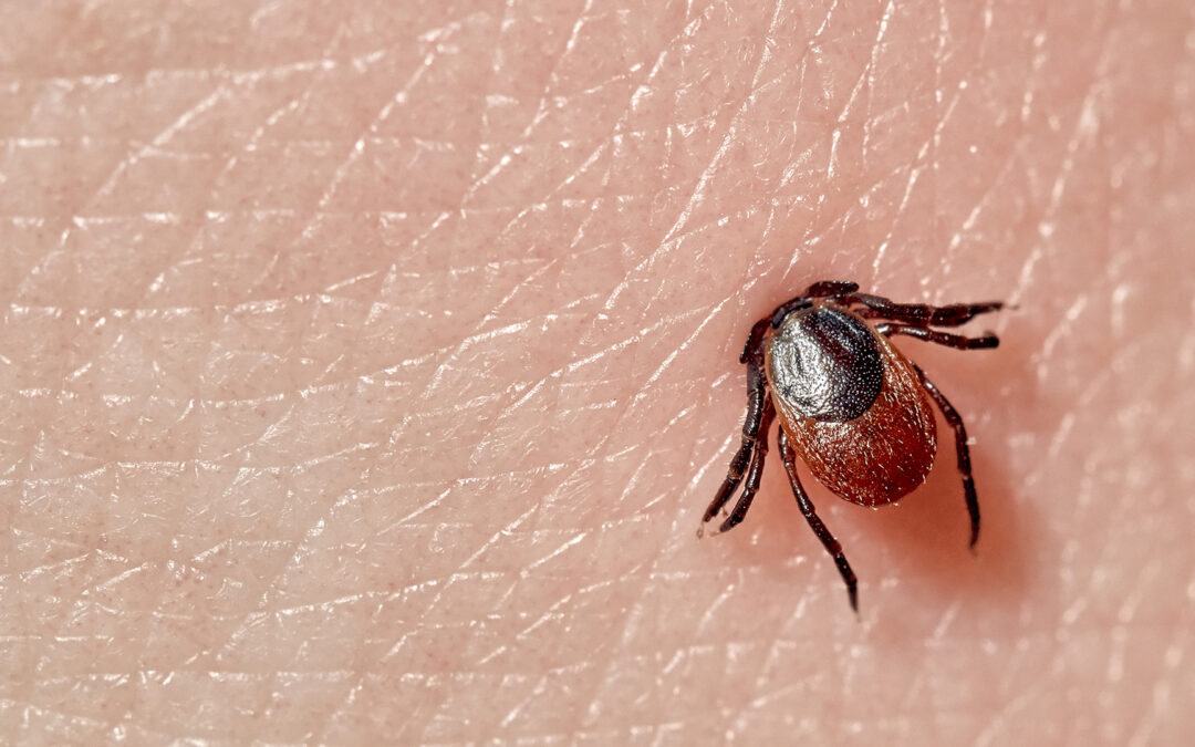 Ticks are Spreaders of Disease
