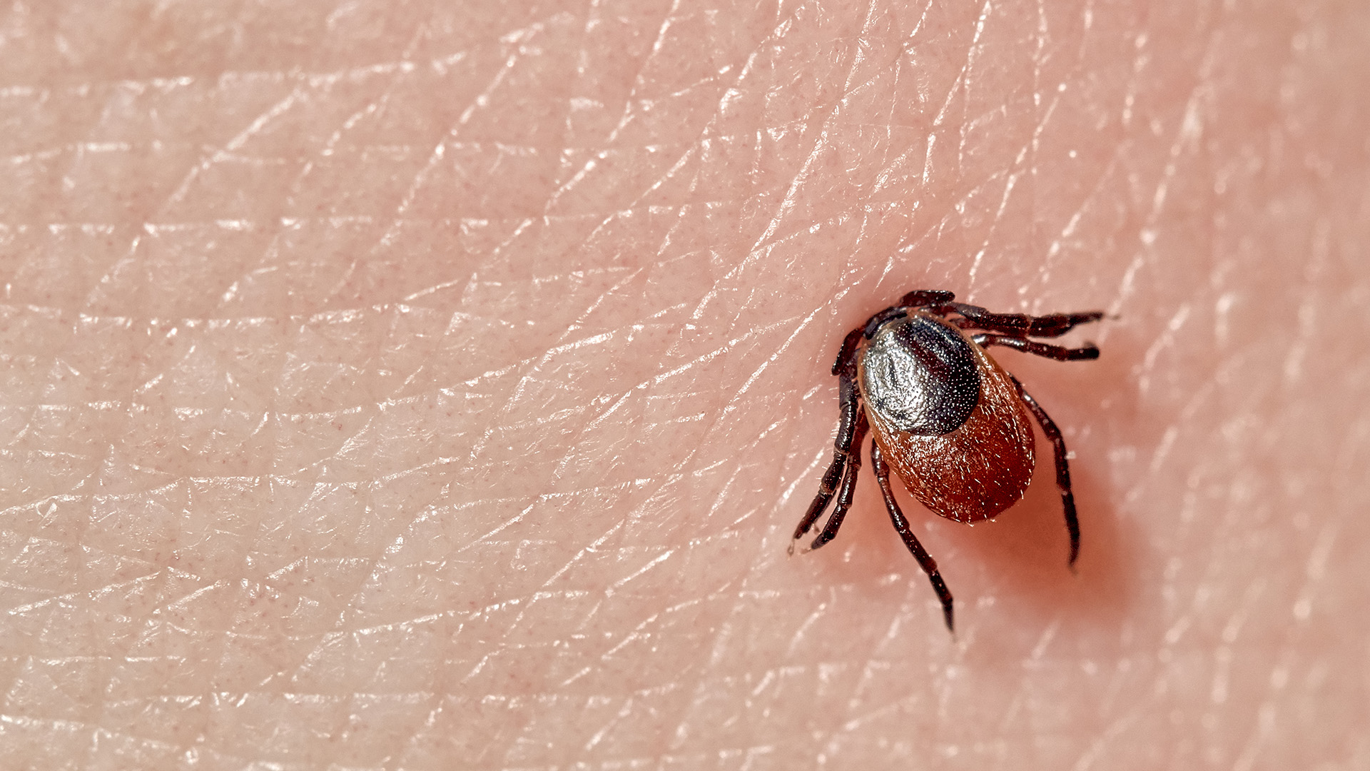 Ticks are Spreaders of Disease